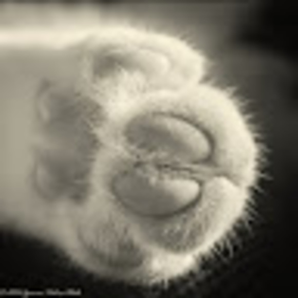lucypaws15